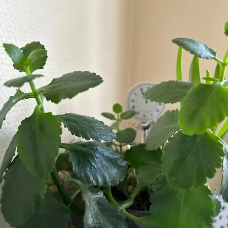 équipé Avec Balcon Appartement *