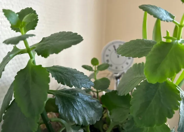 équipé Avec Balcon Appartamento *